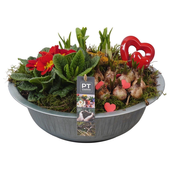 <h4>PTVO3615 Arrangement Valentine Outdoor in metalen schaal</h4>