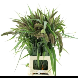 SETARIA IT RED JEWEL