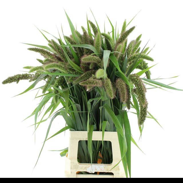 <h4>SETARIA IT RED JEWEL</h4>