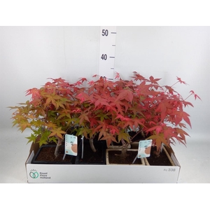 Bonsai   ...