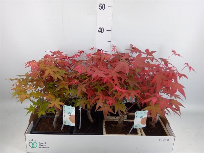 <h4>Bonsai   ...</h4>