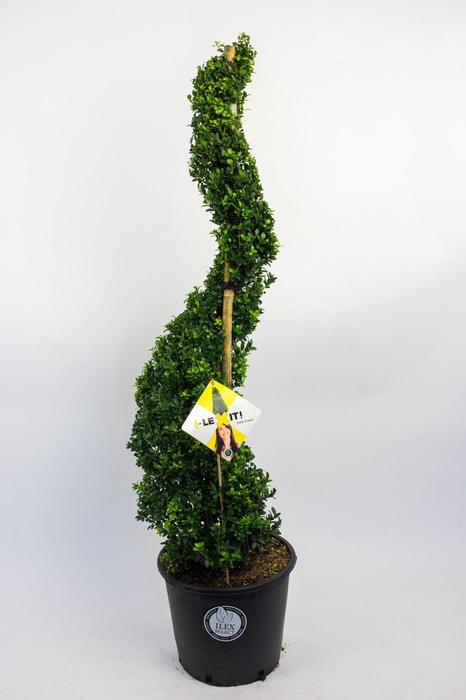<h4>Ilex crenata Dark Green, P38, Spiraal 120-130cm</h4>