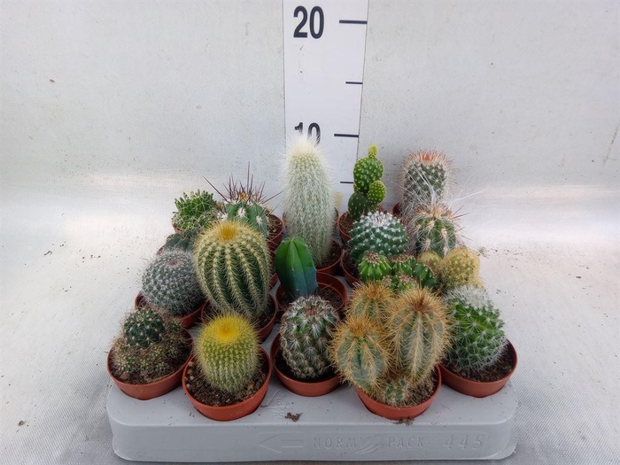 <h4>Cactus   ...mix</h4>