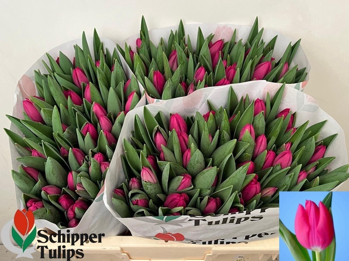 <h4>TU EN PINK ARDOUR</h4>