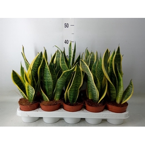 Sansevieria trifa. 'Futura Superba'