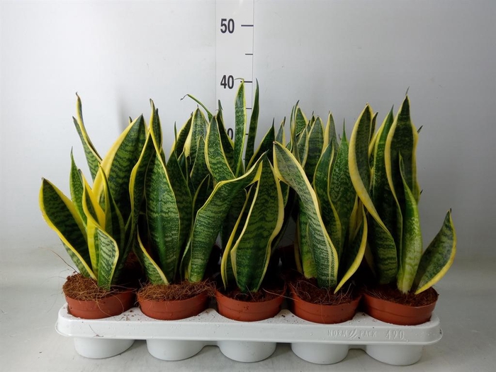 <h4>Sansevieria trifa. 'Futura Superba'</h4>