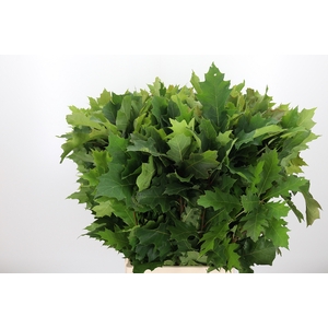 Quercus Rubra Eikenblad Grof