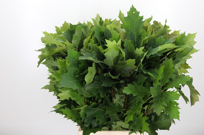 <h4>Quercus Rubra Eikenblad Grof</h4>