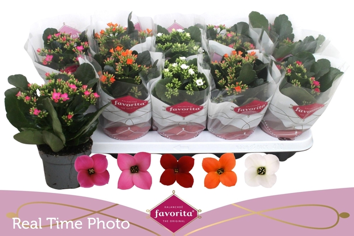 <h4>KAL EN GEM 5 KL</h4>