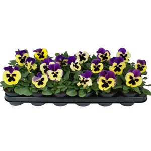 Viool F1 geel paars vlag p9