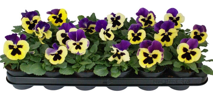 <h4>Viool F1 geel paars vlag p9</h4>