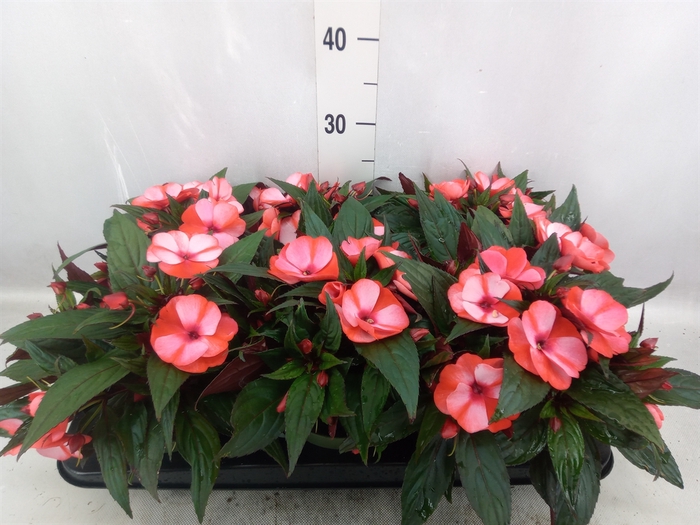 <h4>Impatiens NG 'Tamarinda Red Bicol'</h4>