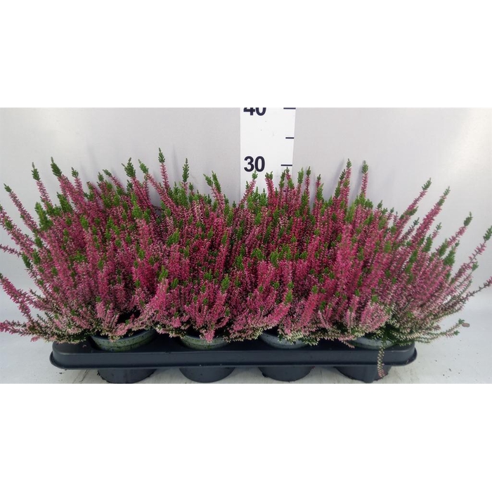 <h4>Calluna vulg. 'Beauty L Steffi'</h4>