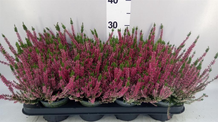 Calluna vulg. 'Beauty L Steffi'
