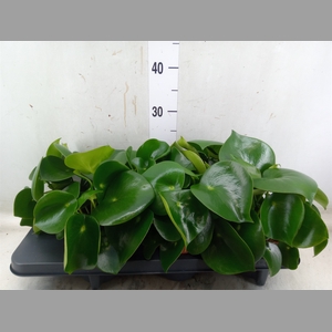 Peperomia polybotrya 'Raindrop'