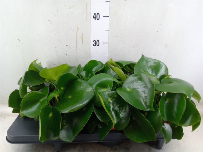 <h4>Peperomia polybotrya 'Raindrop'</h4>