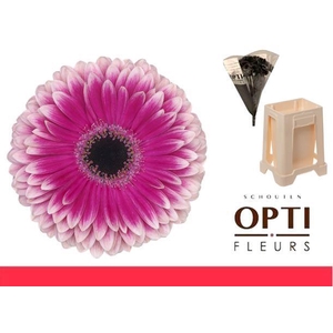 Gerbera Prelude Water / Hoes