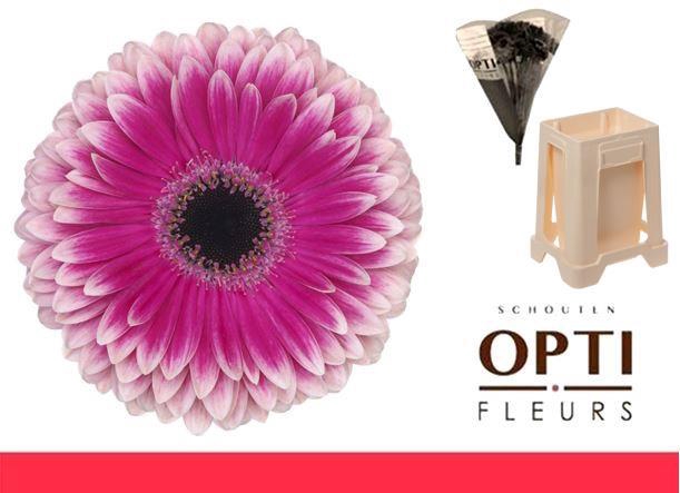 <h4>Gerbera Prelude Water / Hoes</h4>