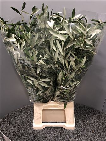 Olea Europaea 300gr