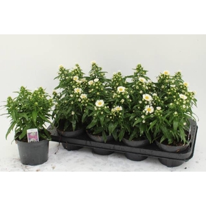 ASTE MAGIC WHITE