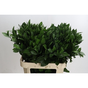 Ruscus Hypophyllum