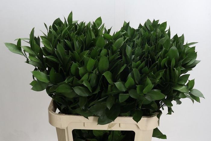 Ruscus Hypophyllum