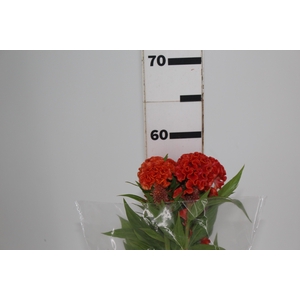 CELOSIA PERSIMMON CHIEF 060 CM LARANJA
