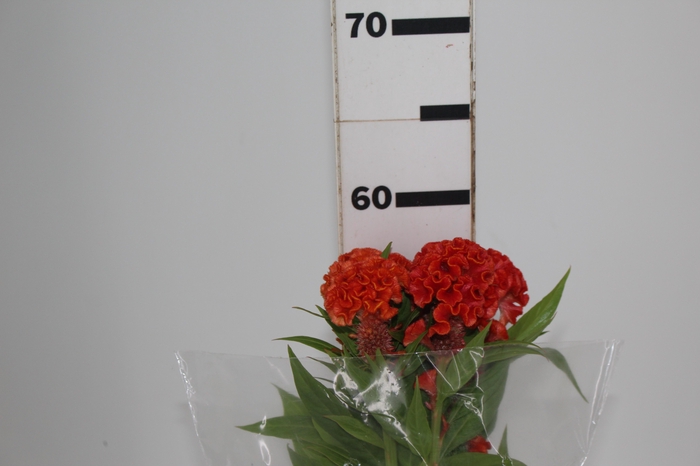 <h4>CELOSIA PERSIMMON CHIEF 060 CM LARANJA</h4>