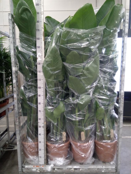 <h4>Strelitzia nicolai</h4>