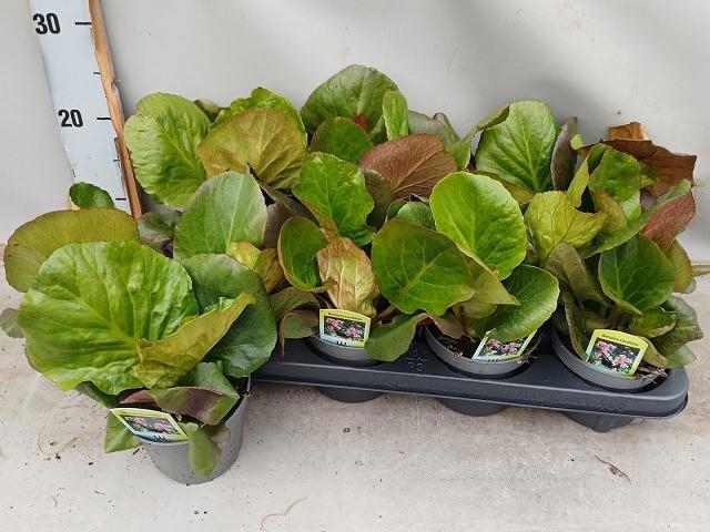 <h4>BERG CORD PURPUREA</h4>