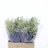 Delphinium Double Aurora Light Blue