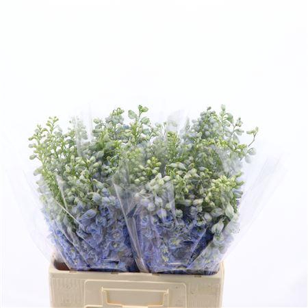 <h4>Delphinium Double Aurora Light Blue</h4>