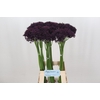Allium Atropurpureum