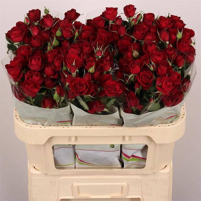 <h4>R TR RED TRENDSETTER</h4>