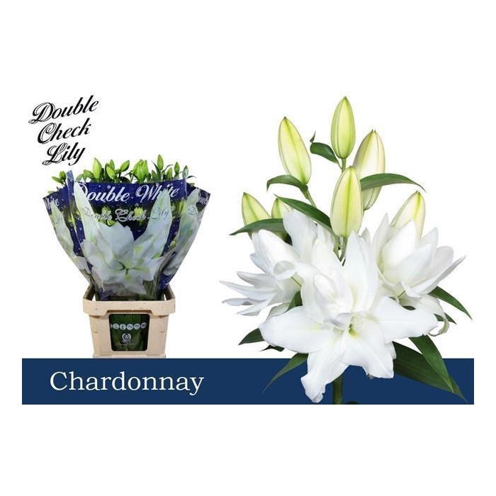 <h4>Li Or Du Chardonnay</h4>