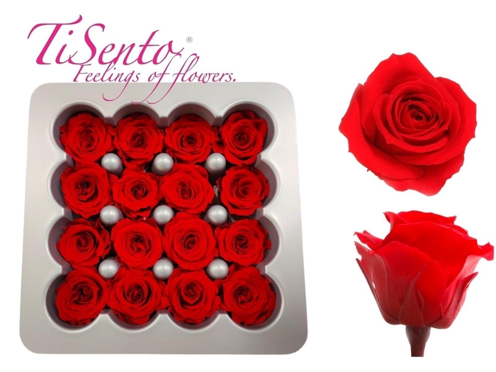 <h4>ARR ROSA POT H%</h4>