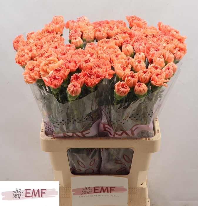 <h4>DI ST MEGAN</h4>