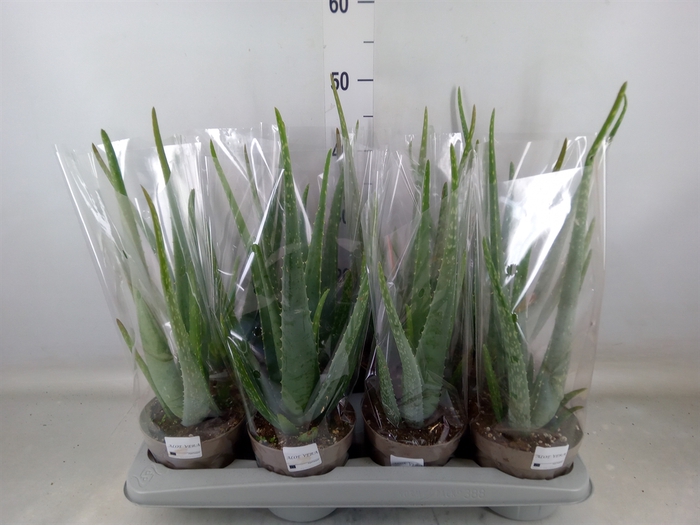 <h4>Aloe vera</h4>