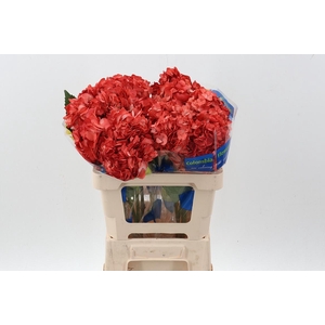 Hydr Terracotta Tinted Select