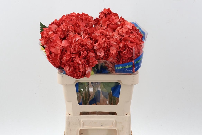 <h4>Hydr Terracotta Tinted Select</h4>