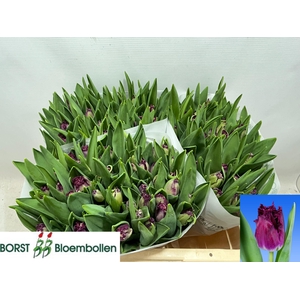 TU FR PURPLE CRYSTAL