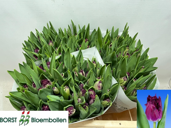 <h4>TU FR PURPLE CRYSTAL</h4>