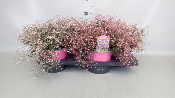 <h4>Euphorbia hyperic. 'Diamond Frost'</h4>