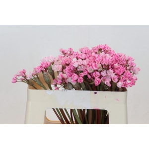 Allium Dyed Hot Pink