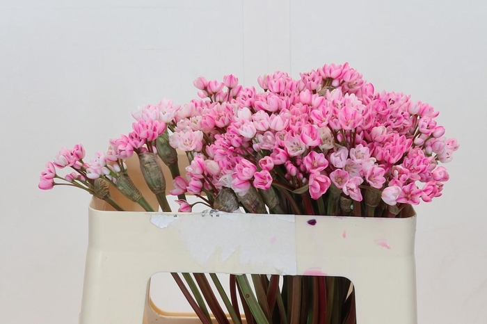 Allium Dyed Hot Pink