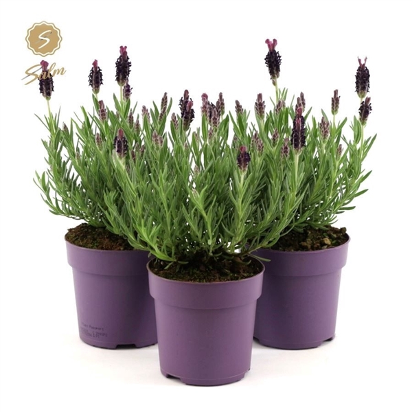 <h4>Lavandula st. 'Anouk'® Collection P10,5</h4>