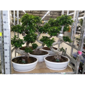 Ficus microcarpa 'Ginseng'