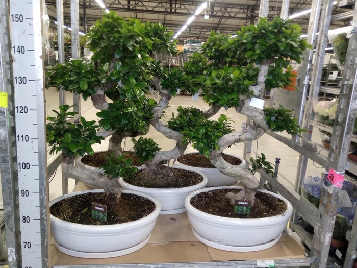 <h4>Ficus microcarpa 'Ginseng'</h4>