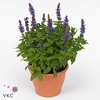 SALVIA NE SE SKY BLU