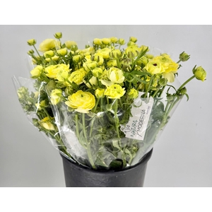 Ranunculus Moderna Limoncello